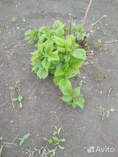 Саженцы малины. Патриция