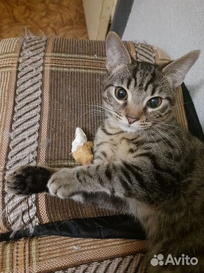 Котята, мальчишк и девочка, 6 месяцев