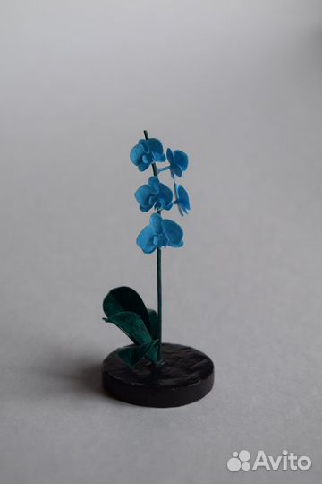 Орхидея голубая
