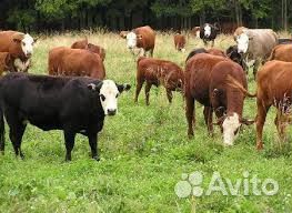 Коровы тёлки хряки вынужденный забой
