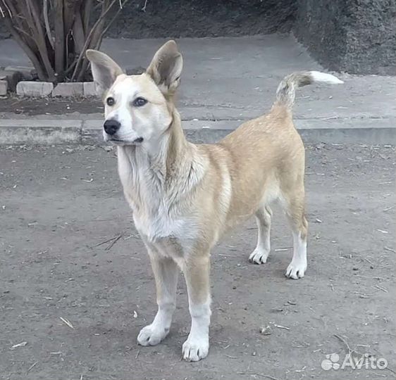 Собака Марго