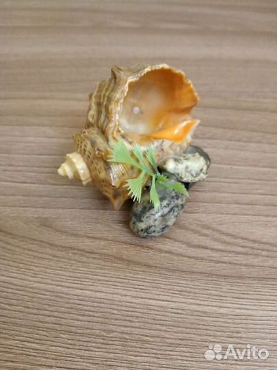 Ракушки для аквариума