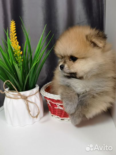 Щенки шпица