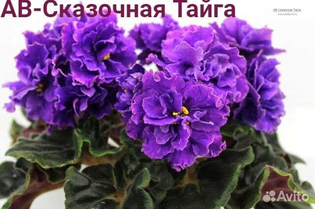 Сортовые фиалки (набор)