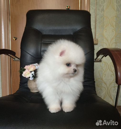 Померанский шпиц мини