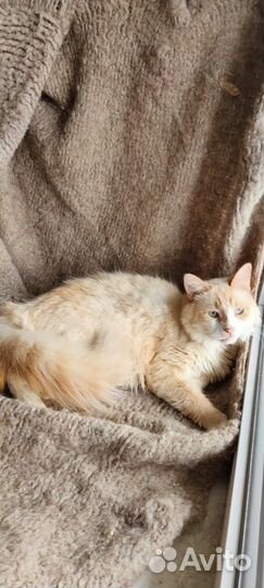 Ищет дом великолепный кот Апельсин