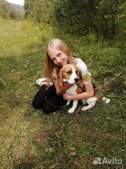 Догситтер, передержка домашних животных