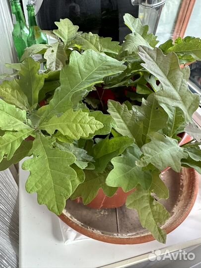 Саженцы дуба