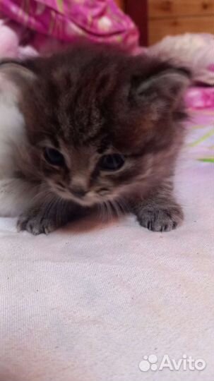 Девочка в добрые руки