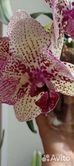 Клеопатра бабочка Продажа или обмен фаленопсис