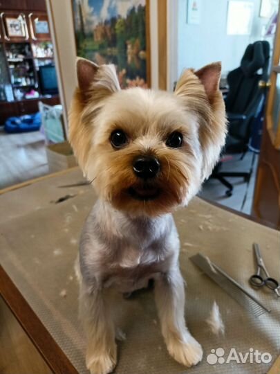 Груминг собак, кошек и кроликов