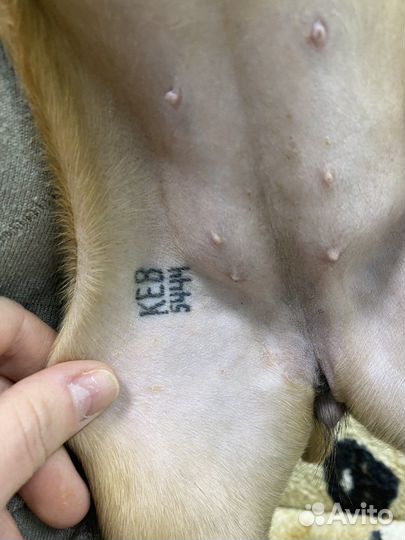 Клеймение щенков