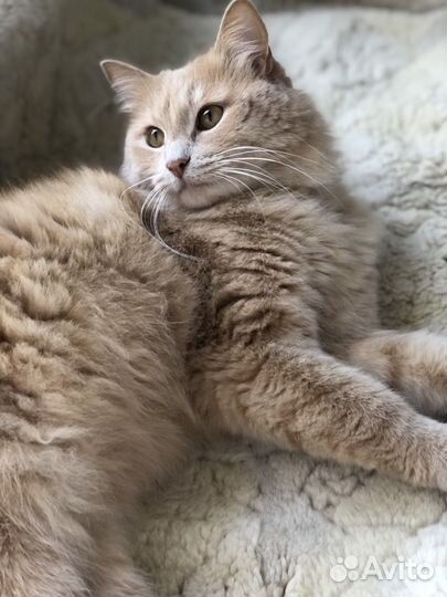 Кот в дар бесплатно
