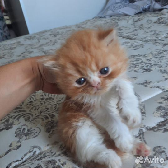 Шотландские вислоухие котята