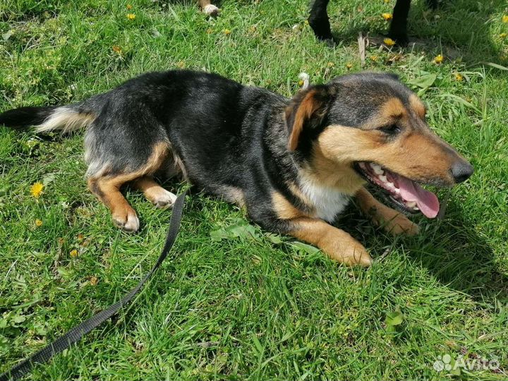 Собака Таксуля