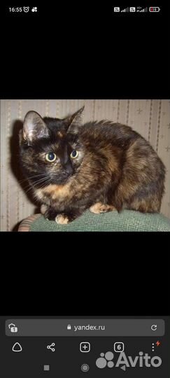 Кисулька очень ищет дом