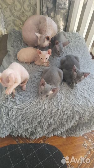 Канадский сфинкс