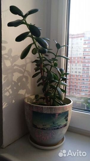 Толстянка, денежное дерево