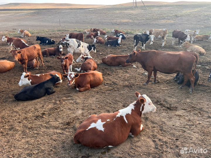 Коровы и телки