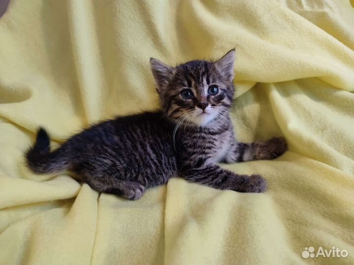 Котëнок Джэк ищет дом