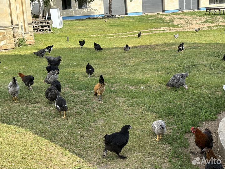 Цыплята маран, малин, лакеданзи, легбар, ливенские