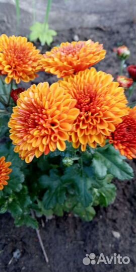 Хризантема низкорослая