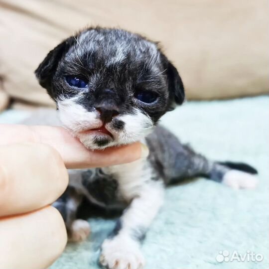 Котята девон-рекс шикарные элитные котики