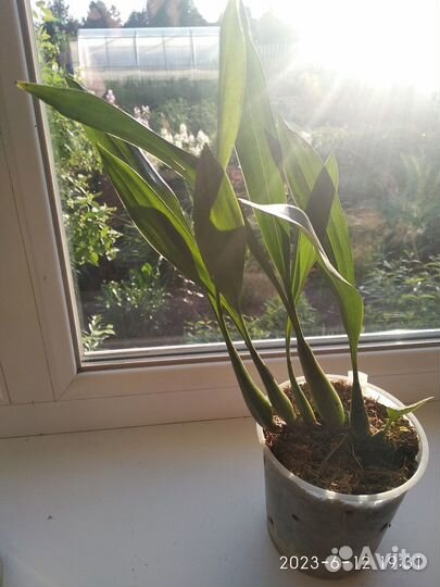 Орхидея Coelogyne nitida