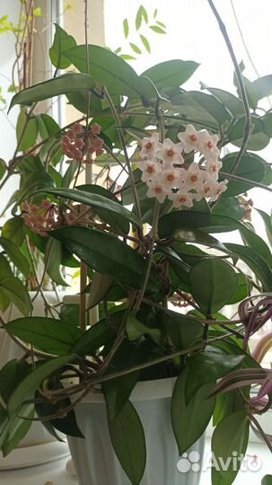 Хойя карноза