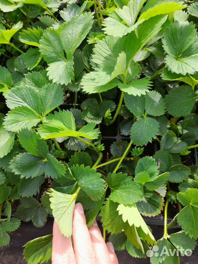 Рассада клубники