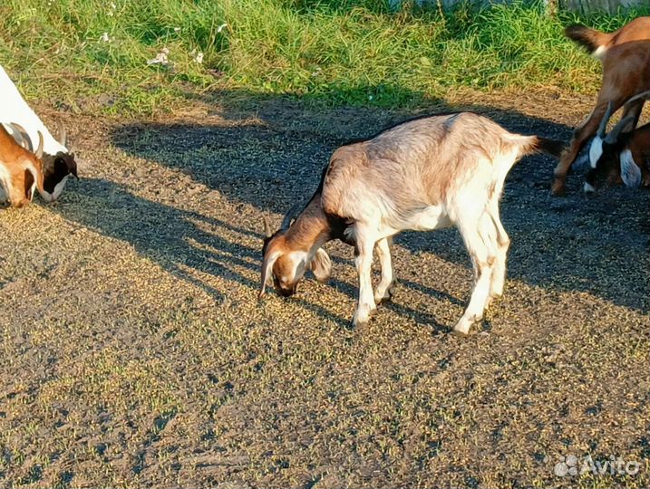 Молодняк коз