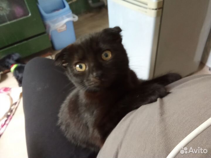 Вислоухий котёнок