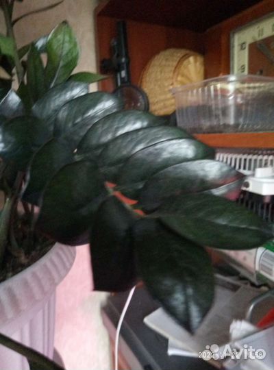 Замиокулькас