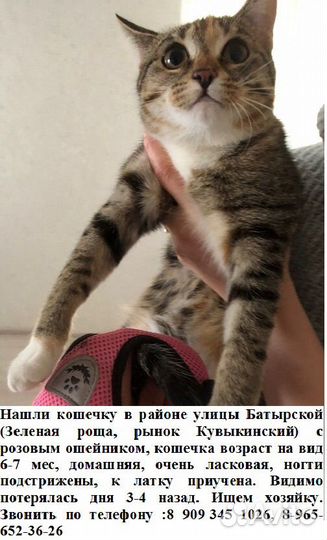 Кошечка в добрые руки