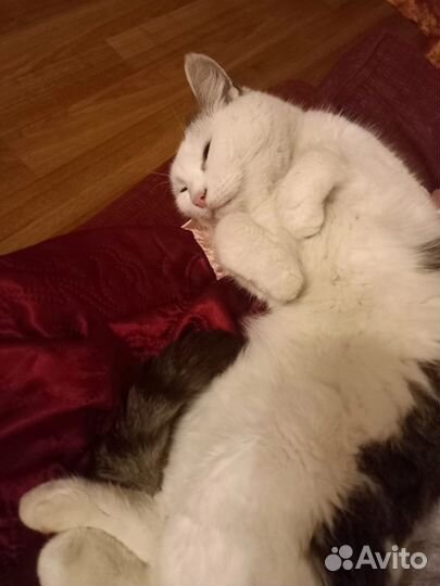 Кошка в дар