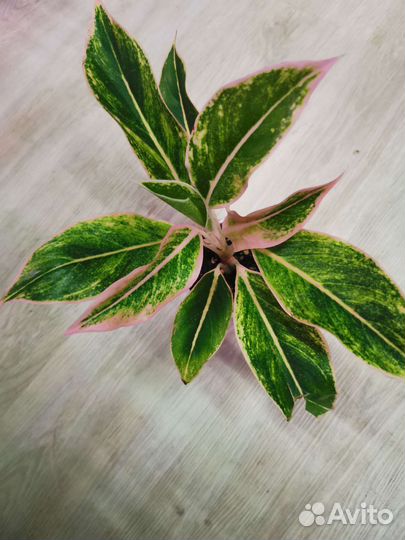 Аглаонема Сильвер Бей, Пинк Аврора, Мария