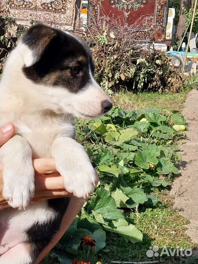 Щенки девочки