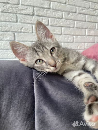 Отдам котенка в добрые руки