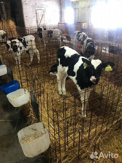 Бычки 1-3мес