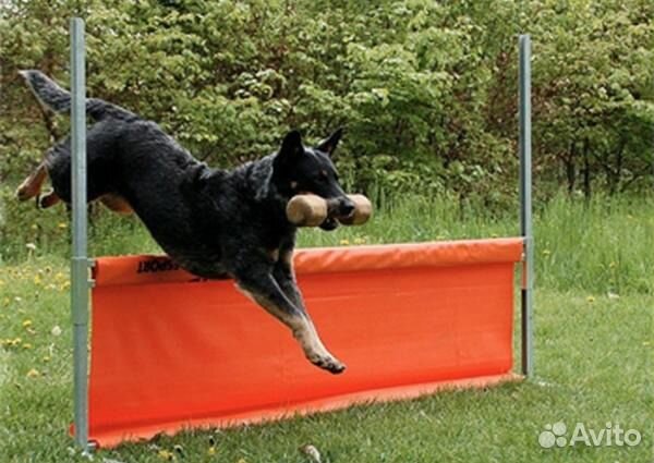 Зоо-отель для животных, дрессировка собак