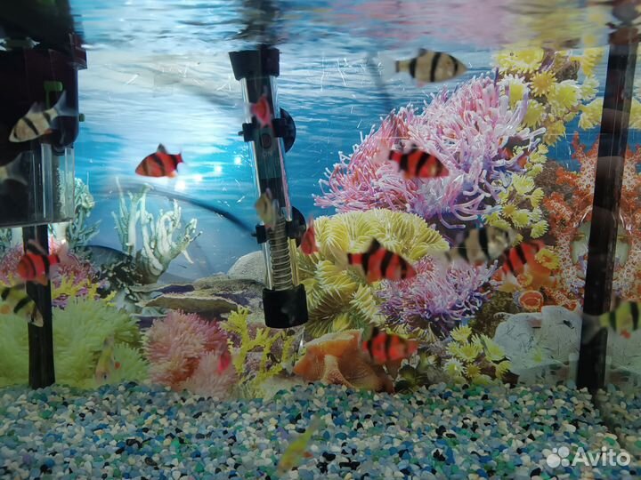 Аквариумные рыбки