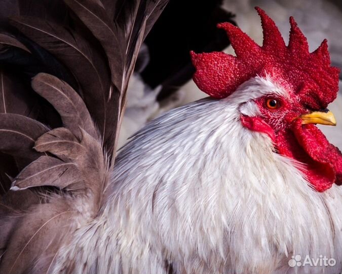 Упаковщица на птицефабрику, вахта Нижний Новгород