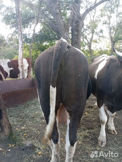 Быки на мясо