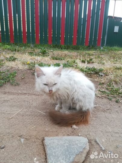 Котенок