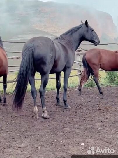 Жеребец в косяк