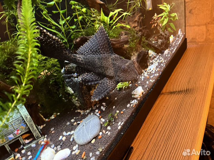 Сом анциструс 35 см бесплатно