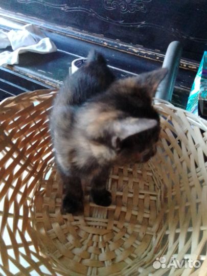 Котята в добрые ручки
