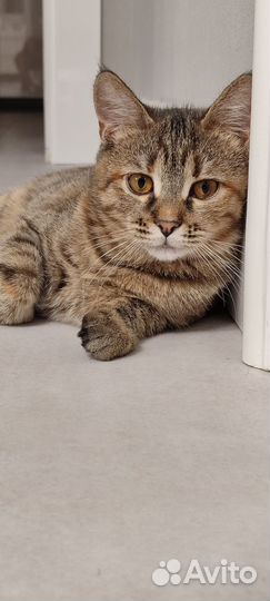 Котенок Верочка