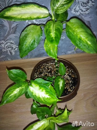 Диффенбахия камилла