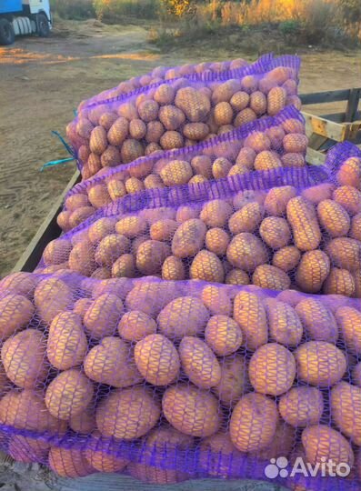 Продам картофель оптом